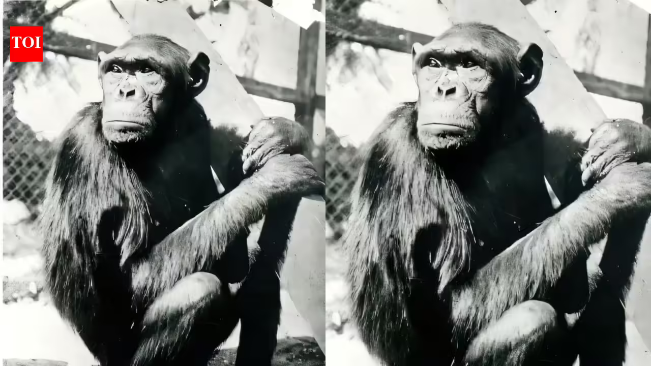 Famous chimpanzees solved puzzles that changed how humans understood intelligence, but their move to Berlin had a tragic ending Famous chimpanzees solved puzzles that changed how humans understood intelligence, but their move to Berlin had a tragic ending