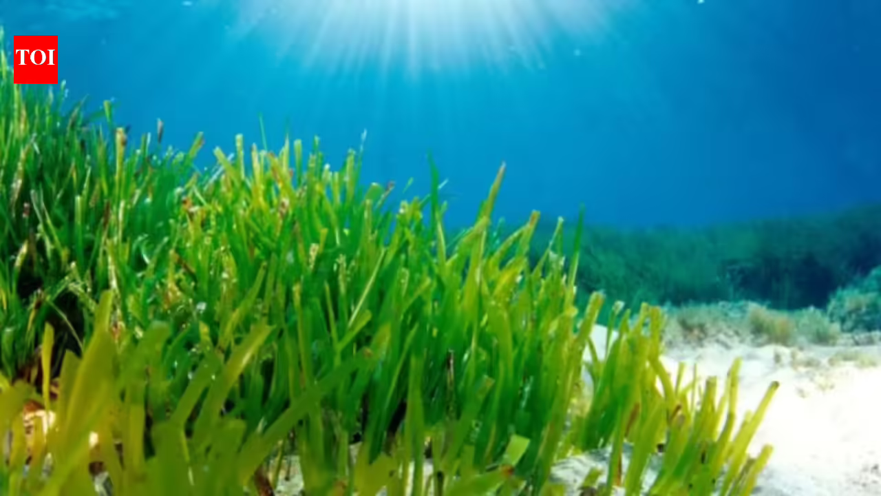 Faster: Mediterranean seagrass survives in dim seabed light by expanding its photosynthetic antenna and trapping energy faster, a discovery that may help improve future crops Faster: Mediterranean seagrass survives in dim seabed light by expanding its photosynthetic antenna and trapping energy faster, a discovery that may help improve future crops