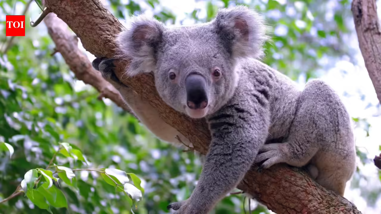 DNA from 457 koalas suggests the species nearly went extinct 100,000 years ago, before humans reached Australia DNA from 457 koalas suggests the species nearly went extinct 100,000 years ago, before humans reached Australia