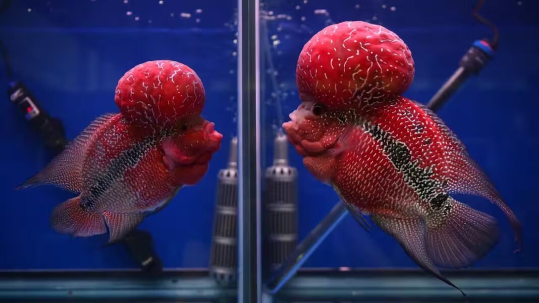 A human-bred aquarium fish prized for its bright colour and head hump has escaped into a Philippines crater lake, where scientists fear it may threaten native biodiversity A human-bred aquarium fish prized for its bright colour and head hump has escaped into a Philippines crater lake, where scientists fear it may threaten native biodiversity