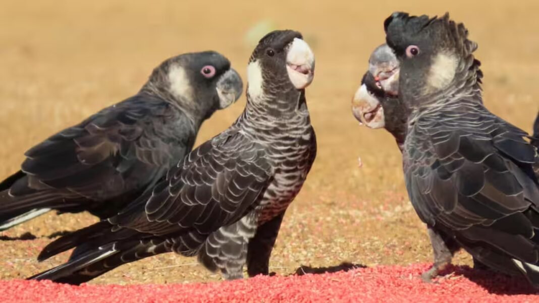 Scientists tracked endangered Australian cockatoos for three breeding seasons and found pesticides in 80% of seed samples, some hundreds of times above regulatory limits Scientists tracked endangered Australian cockatoos for three breeding seasons and found pesticides in 80% of seed samples, some hundreds of times above regulatory limits