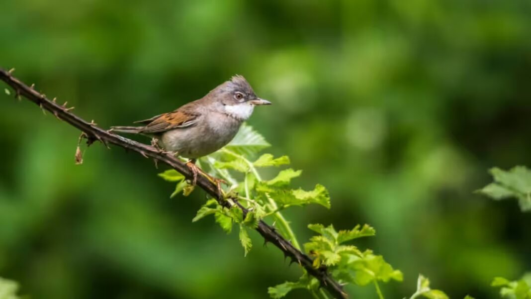 Avian Malaria Uk: Mosquito species in the UK are potential carriers of avian malaria, new study finds Avian Malaria Uk: Mosquito species in the UK are potential carriers of avian malaria, new study finds