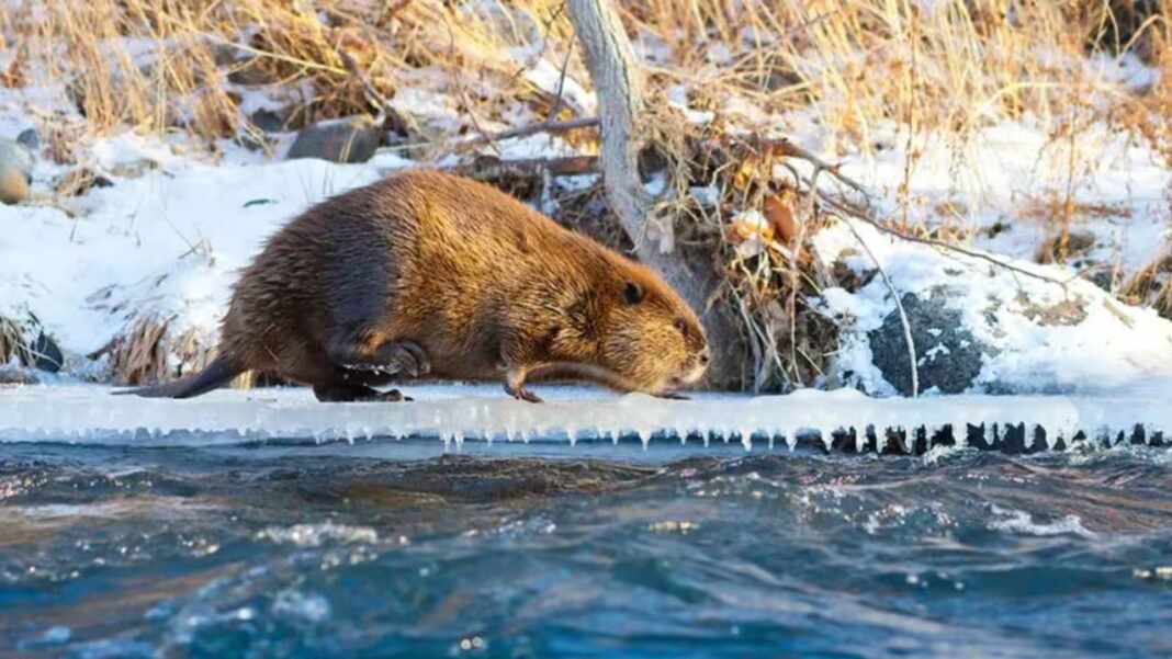 Arctic: Climate change is making Beavers expand into Canada’s Arctic, where their dams are changing the landscape Arctic: Climate change is making Beavers expand into Canada’s Arctic, where their dams are changing the landscape