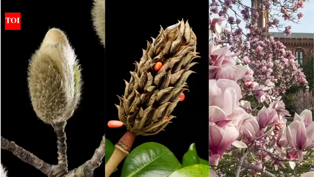 These 95-million-year-old flowers bloomed before bees existed and still attract beetles | These 95-million-year-old flowers bloomed before bees existed and still attract beetles |