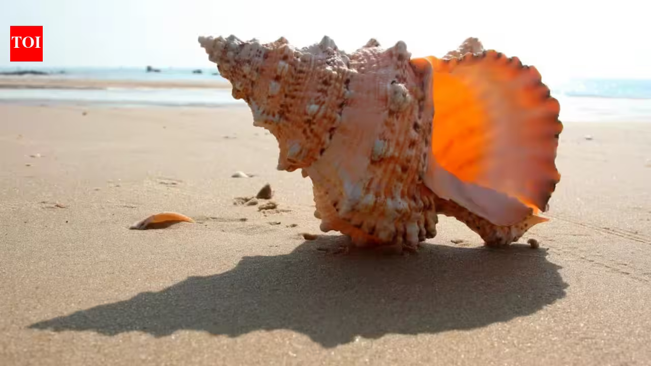 Empty seashells became the ocean’s first ready-made homes 470 million years ago, helping create an entirely new ecosystem Empty seashells became the ocean’s first ready-made homes 470 million years ago, helping create an entirely new ecosystem