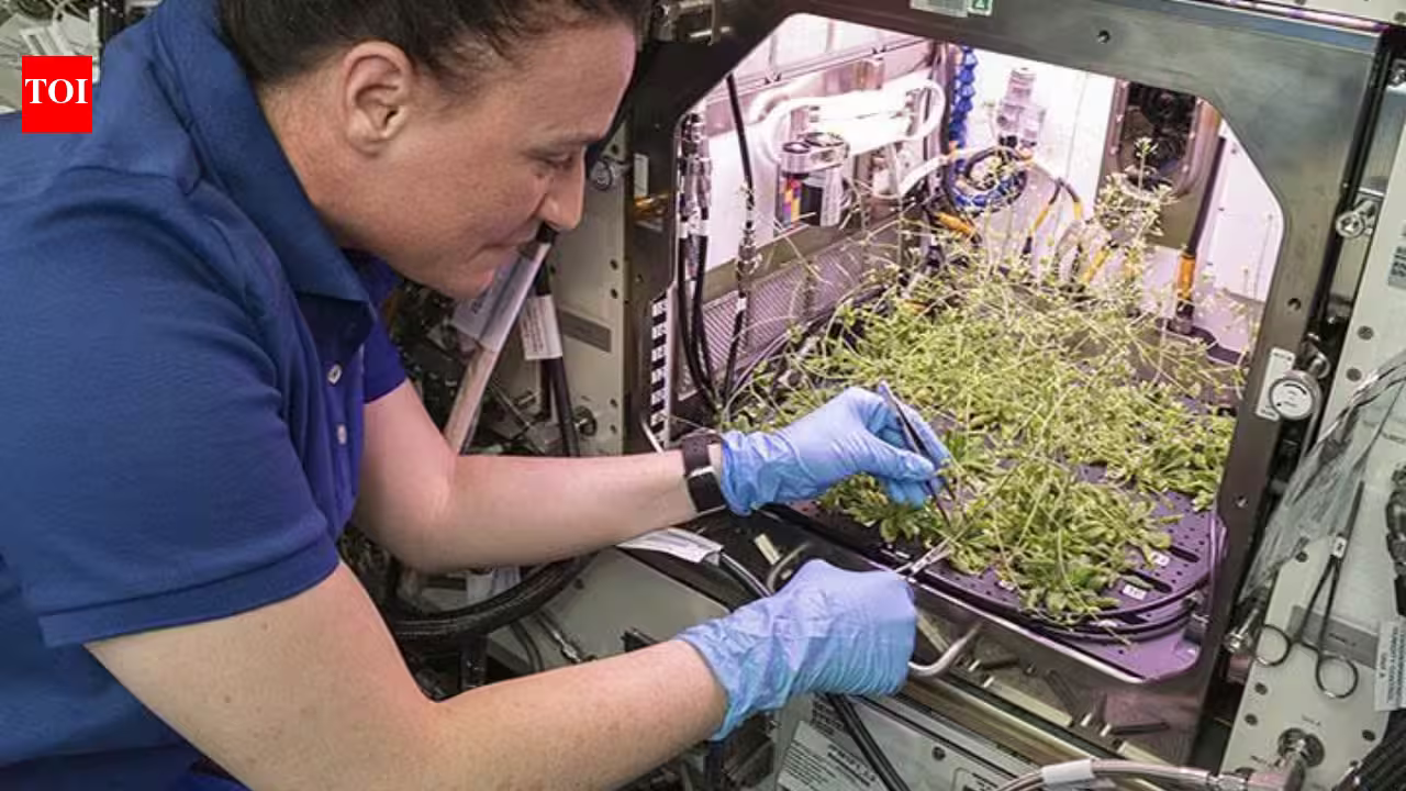 After growing plants in space for years, NASA research could help astronauts grow medicines on demand, starting with tobacco and a harmless virus | After growing plants in space for years, NASA research could help astronauts grow medicines on demand, starting with tobacco and a harmless virus |