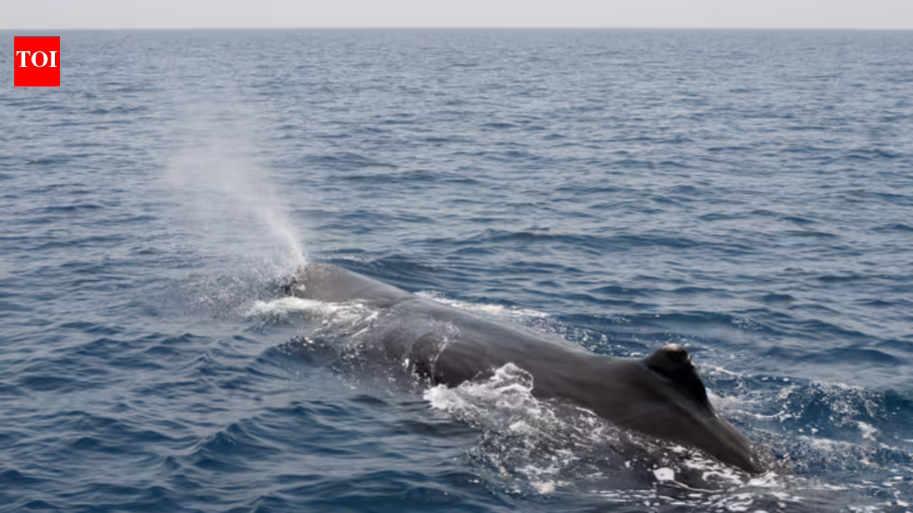 Scientists tagged sperm whales off Norway and found they release gas bubbles while sleeping vertically to remain suspended below the ocean surface Scientists tagged sperm whales off Norway and found they release gas bubbles while sleeping vertically to remain suspended below the ocean surface
