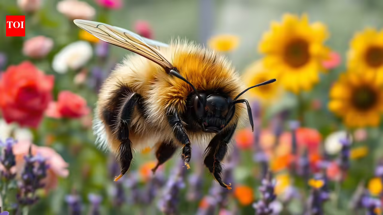 Scientists warn rising CO2 is reducing the nutritional value of bee food, putting the world’s biggest bees at risk | Scientists warn rising CO2 is reducing the nutritional value of bee food, putting the world’s biggest bees at risk |