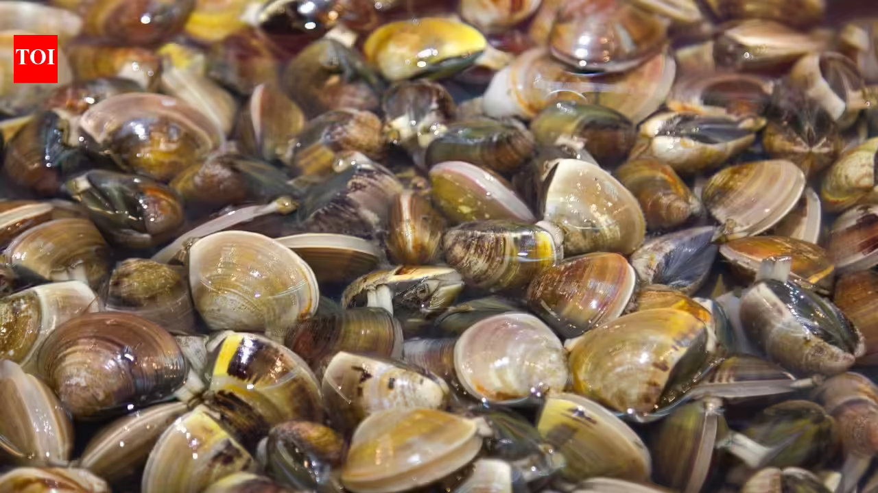 In 1988, zebra mussels arrived in North America through a ship’s ballast water; within 10 years, they had spread across all five Great Lakes In 1988, zebra mussels arrived in North America through a ship’s ballast water; within 10 years, they had spread across all five Great Lakes