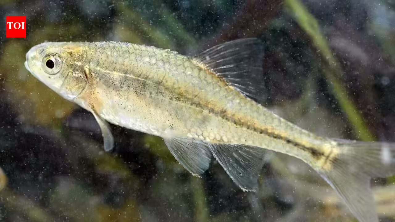 Tiny Oregon fish nearly disappeared after habitat loss, then conservation efforts restored its wetlands, helping its population grow to more than 140,000 and making it the first fish in US history to leave the endangered list | Tiny Oregon fish nearly disappeared after habitat loss, then conservation efforts restored its wetlands, helping its population grow to more than 140,000 and making it the first fish in US history to leave the endangered list |