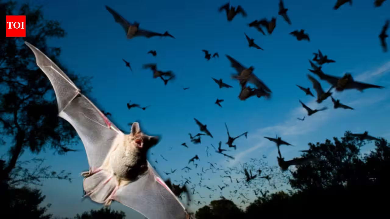 Scientists found that Japanese horseshoe bats living together in crowded colonies solve a noisy sonar problem by gradually shifting their echolocation calls to match each other’s frequency Scientists found that Japanese horseshoe bats living together in crowded colonies solve a noisy sonar problem by gradually shifting their echolocation calls to match each other’s frequency