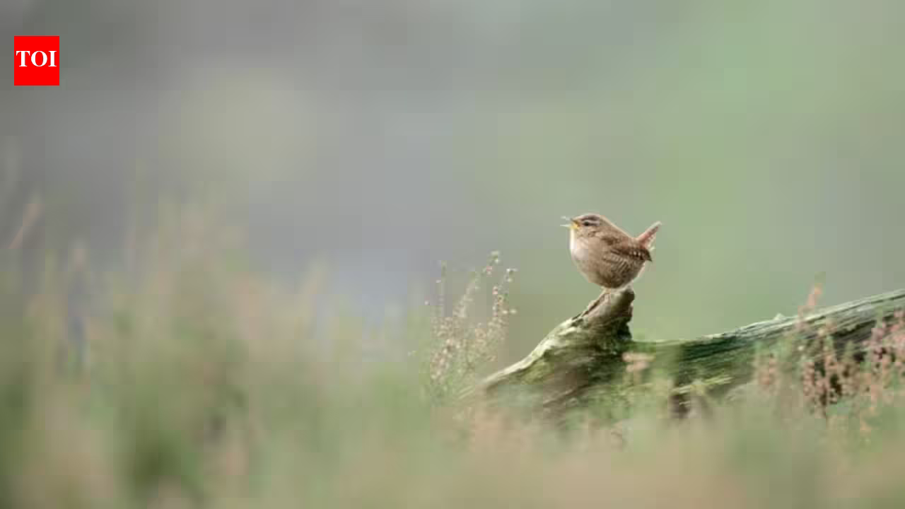 Researchers used AI to study more than 116,000 birdsong recordings from over 3,000 species and discovered that despite their huge variety, birdsongs across the world are built from only eight basic acoustic building blocks Researchers used AI to study more than 116,000 birdsong recordings from over 3,000 species and discovered that despite their huge variety, birdsongs across the world are built from only eight basic acoustic building blocks