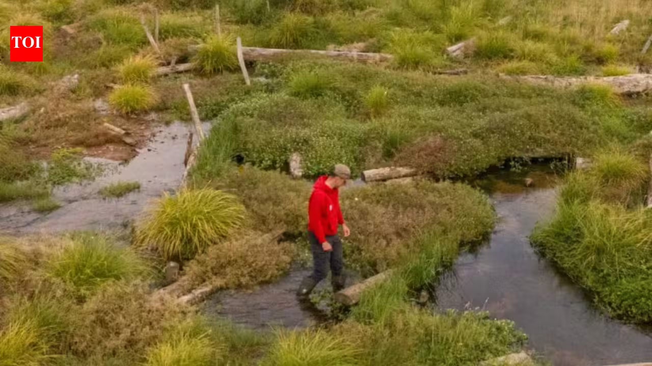 Conservationists filled in 1.2km of a man-made river channel and allowed the water to spread naturally; the new Somerset wetland is now attracting rare wildlife Conservationists filled in 1.2km of a man-made river channel and allowed the water to spread naturally; the new Somerset wetland is now attracting rare wildlife