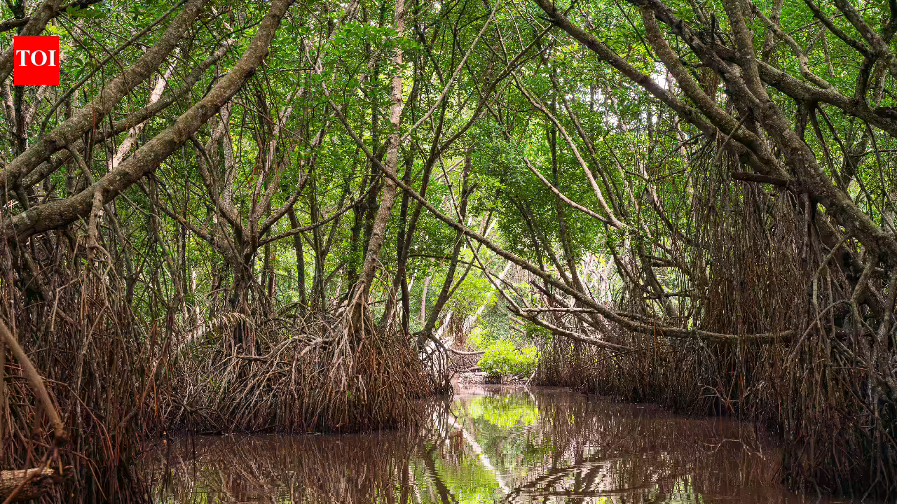 Scientists tracked the world’s mangroves from the 1980s to 2023 and found natural regrowth has quietly reversed decades of decline Scientists tracked the world’s mangroves from the 1980s to 2023 and found natural regrowth has quietly reversed decades of decline
