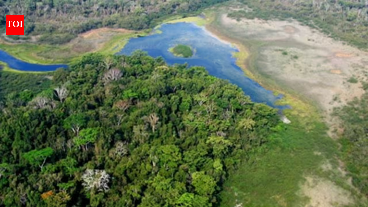 Guatemala: Logging usually destroys rainforests, but this Guatemala system is producing the opposite result Guatemala: Logging usually destroys rainforests, but this Guatemala system is producing the opposite result