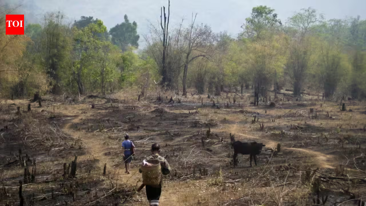 Slash-and-burn farming was blamed for destroying rainforests, but a study of 18,000 forest patches found community rules can limit clearing and allow trees to return Slash-and-burn farming was blamed for destroying rainforests, but a study of 18,000 forest patches found community rules can limit clearing and allow trees to return