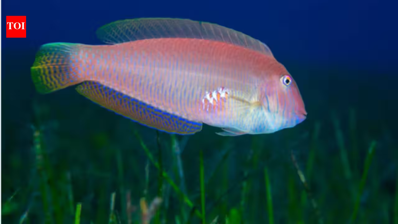 These fish are born female and later become male; heavy fishing may be changing them at the molecular level These fish are born female and later become male; heavy fishing may be changing them at the molecular level