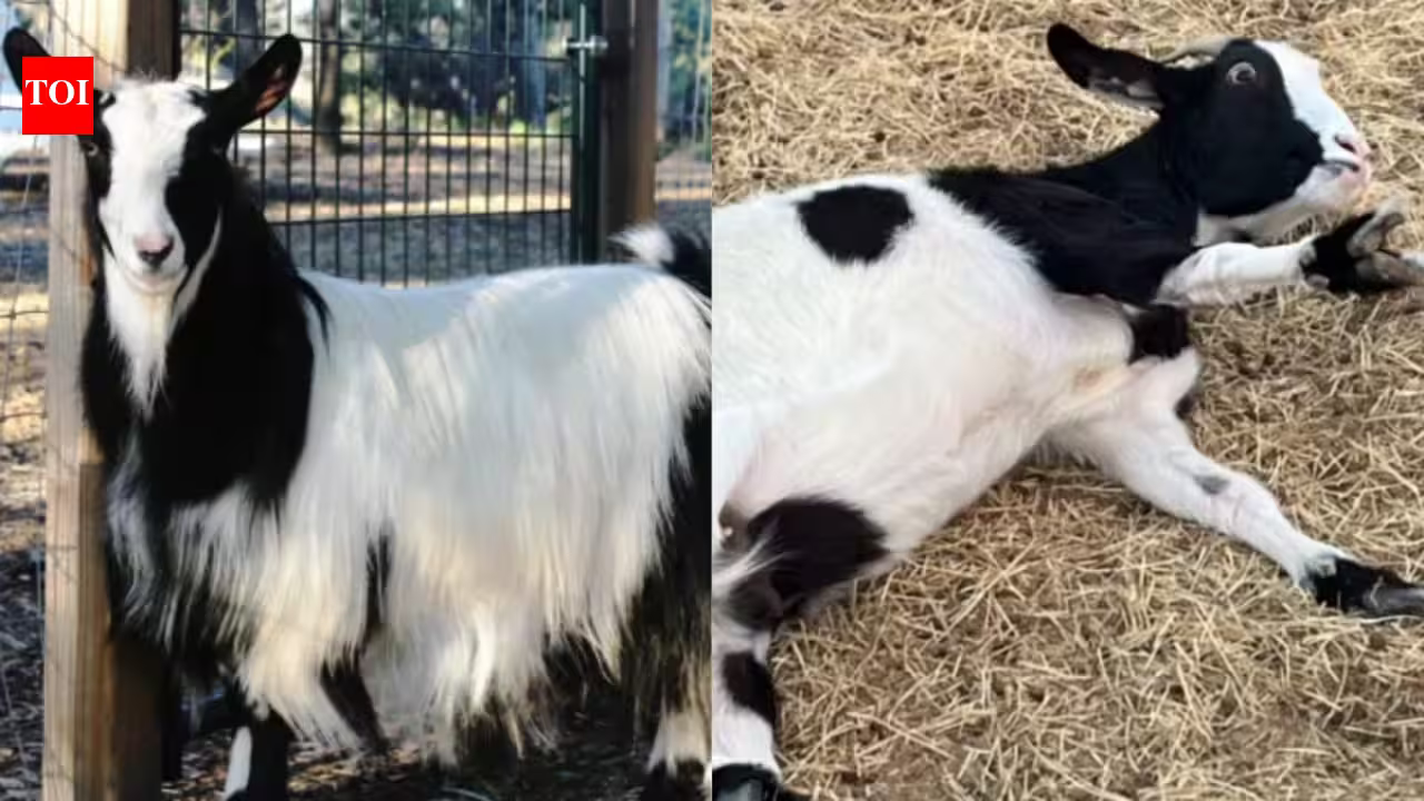 A baby goat jumps from a small staircase, freezes with all four legs stiff and topples over; an inherited muscle condition explains why A baby goat jumps from a small staircase, freezes with all four legs stiff and topples over; an inherited muscle condition explains why