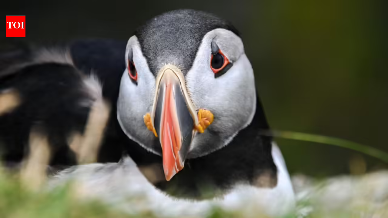 First puffin chick in 30 years just emerged from England’s south coast after 15 weeks of careful monitoring, giving new hope to the country’s last mainland colony | First puffin chick in 30 years just emerged from England’s south coast after 15 weeks of careful monitoring, giving new hope to the country’s last mainland colony |