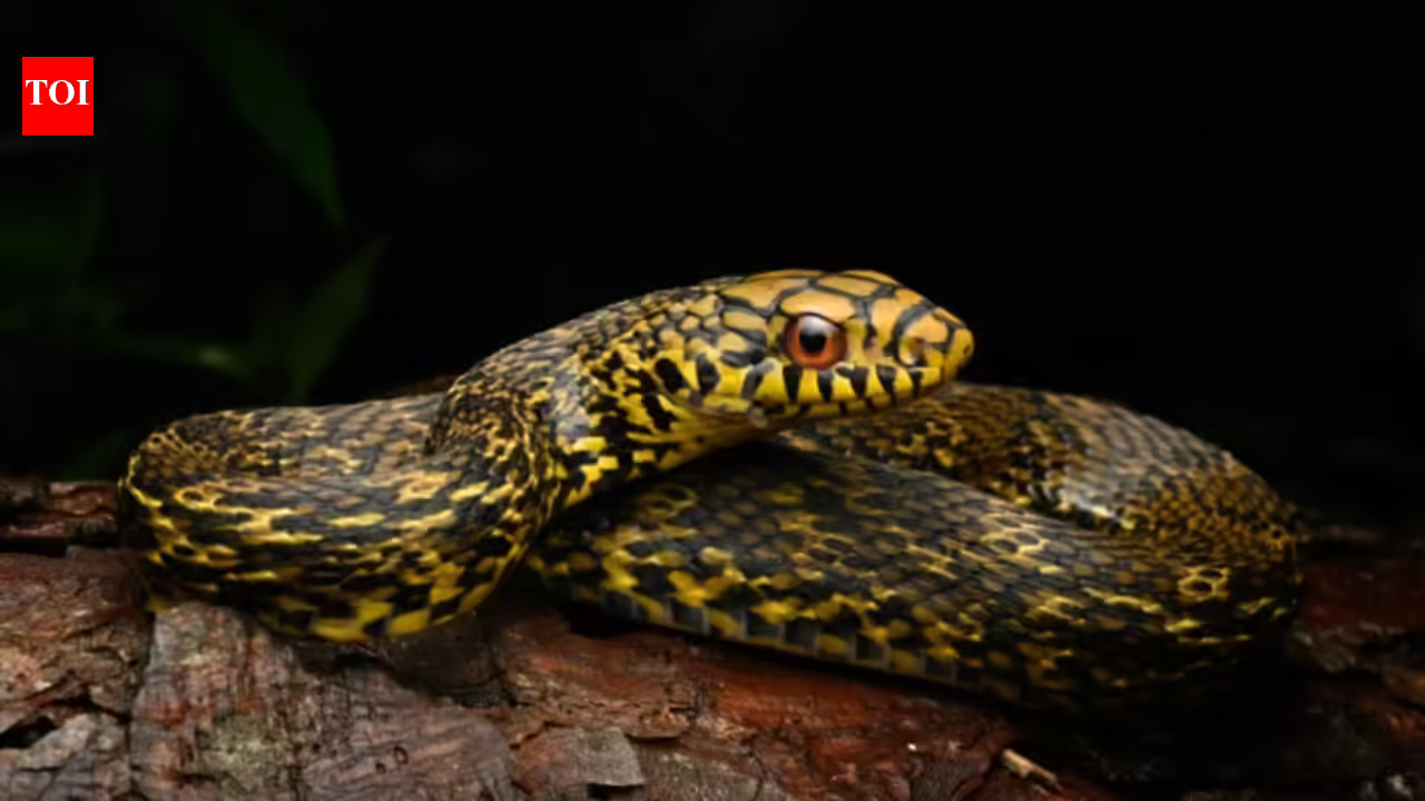 The nonvenomous king ratsnake eats deadly cobras and vipers; scientists have now mapped its genome to investigate how it survives their venom The nonvenomous king ratsnake eats deadly cobras and vipers; scientists have now mapped its genome to investigate how it survives their venom