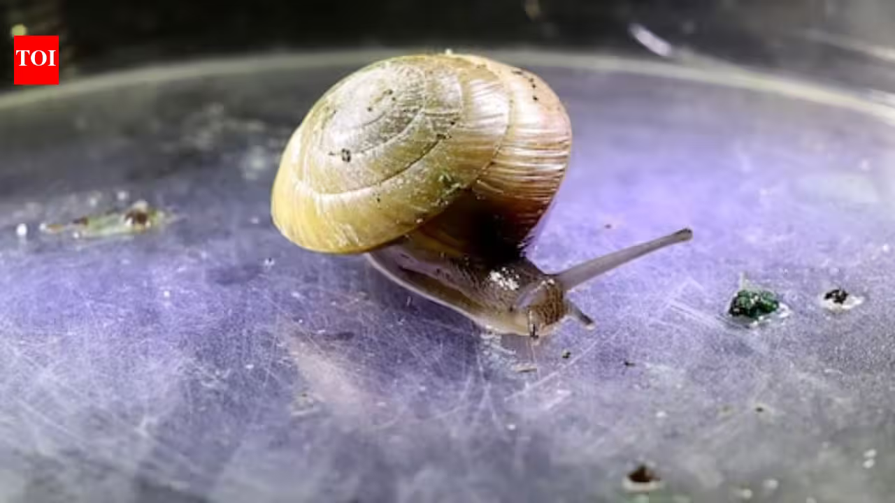 Invasive predators nearly erased this Bermuda snail; fewer than 200 survived in an alley in 2014, but a decade later breeders had released over 100,000 and established six wild colonies | Invasive predators nearly erased this Bermuda snail; fewer than 200 survived in an alley in 2014, but a decade later breeders had released over 100,000 and established six wild colonies |