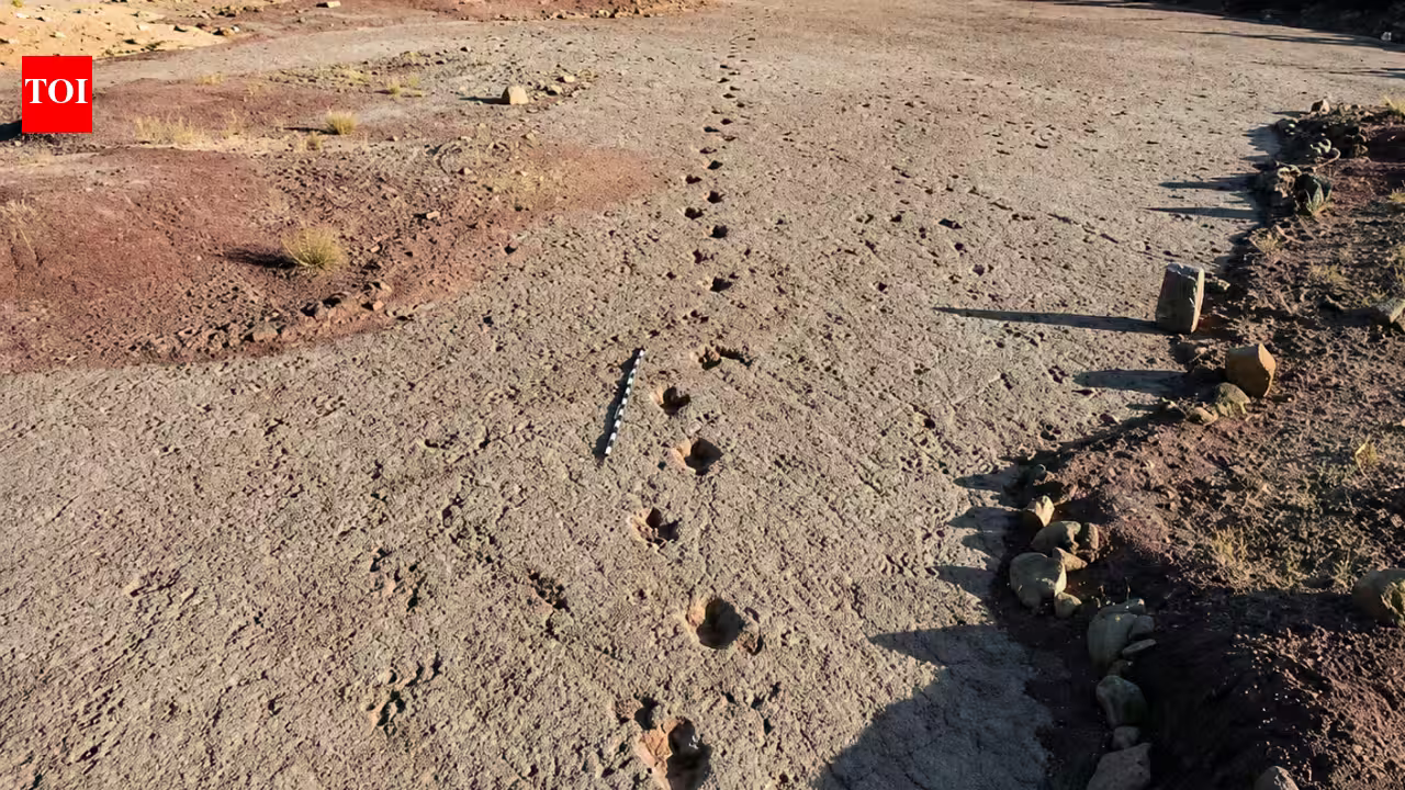 A 66-million-year-old dinosaur highway in Bolivia reveals more than 16,000 fossil footprints from the final days of the dinosaurs | A 66-million-year-old dinosaur highway in Bolivia reveals more than 16,000 fossil footprints from the final days of the dinosaurs |