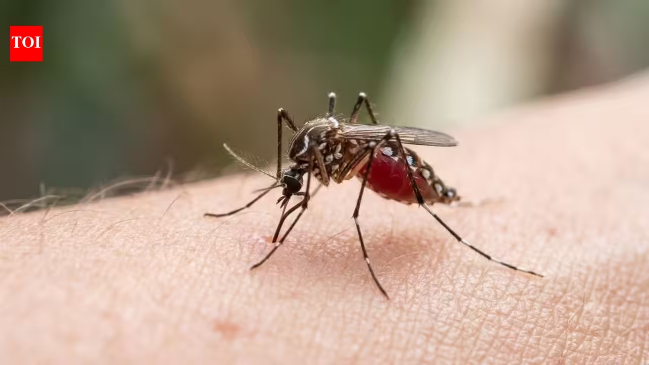 Human blood is becoming a preferred choice for mosquitoes, and scientists think Brazil’s disappearing forests may be the reason | Human blood is becoming a preferred choice for mosquitoes, and scientists think Brazil’s disappearing forests may be the reason |