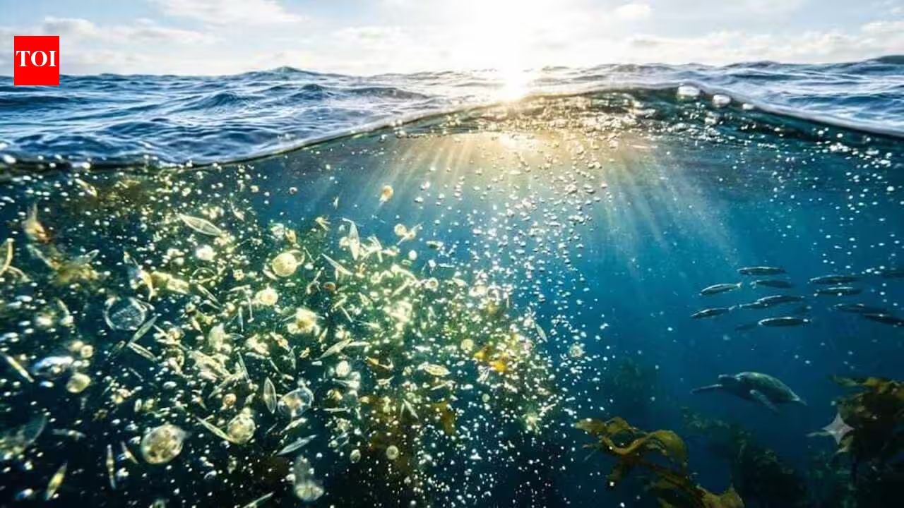 The world’s biggest oxygen producer isn’t the Amazon. It’s the ocean filled with tiny invisible life | The world’s biggest oxygen producer isn’t the Amazon. It’s the ocean filled with tiny invisible life |