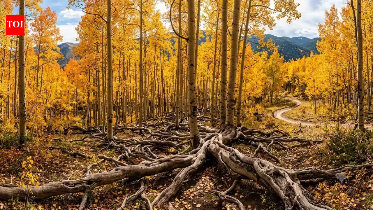 The 16,000-year-old Pando appears to be a forest, but scientists say all 47,000 trees belong to a single living organism | The 16,000-year-old Pando appears to be a forest, but scientists say all 47,000 trees belong to a single living organism |