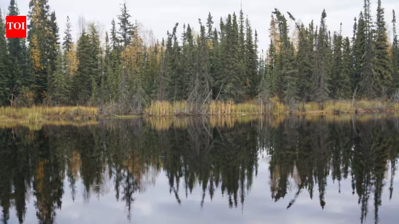 Boreal forests shade northern permafrost so effectively that summer thaw stays about one metre shallower; researchers estimate their canopies keep 59 billion tonnes of carbon frozen Boreal forests shade northern permafrost so effectively that summer thaw stays about one metre shallower; researchers estimate their canopies keep 59 billion tonnes of carbon frozen
