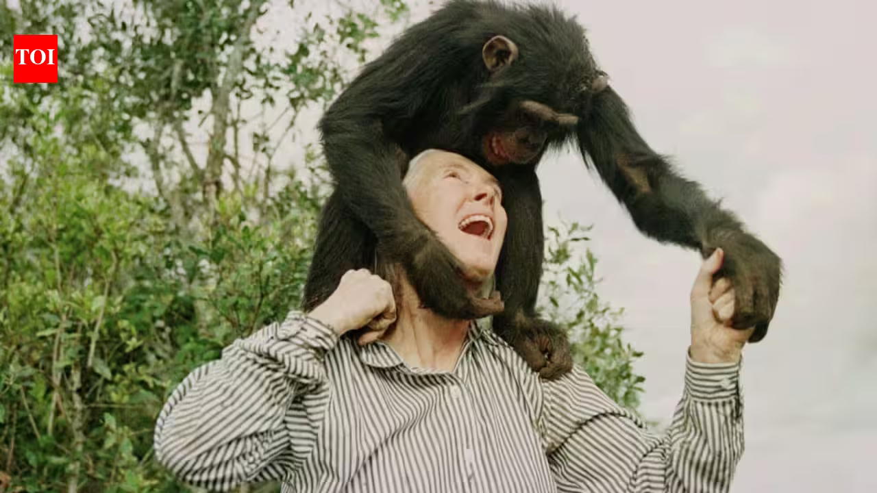 Quote of the day by Jane Goodall: Why “Even that great scientist Albert Einstein sustained a mystical outlook on life” reminds us that wonder and humility go hand in hand | Quote of the day by Jane Goodall: Why “Even that great scientist Albert Einstein sustained a mystical outlook on life” reminds us that wonder and humility go hand in hand |