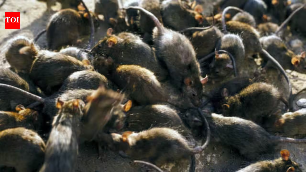 Tiny reef fish flourished beside islands filled with seabirds; where rats removed the birds, the entire underwater food chain took another route Tiny reef fish flourished beside islands filled with seabirds; where rats removed the birds, the entire underwater food chain took another route