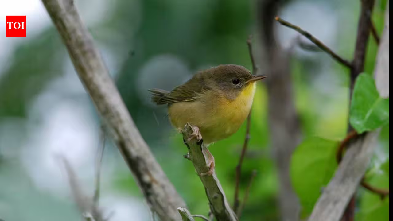 Female mammals usually outlive males, but a 27-year study found the pattern was reversed among dozens of North American bird species Female mammals usually outlive males, but a 27-year study found the pattern was reversed among dozens of North American bird species