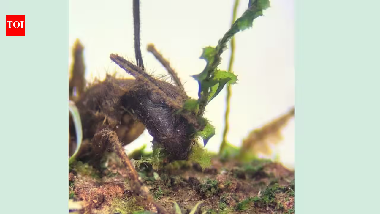 The Amazon’s zombie fungus manipulates ants into biting plants before death; scientists have now found it living silently inside mosses more than 10 metres away The Amazon’s zombie fungus manipulates ants into biting plants before death; scientists have now found it living silently inside mosses more than 10 metres away