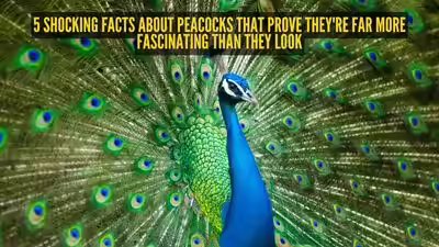 5 shocking facts about peacocks that prove they’re far more fascinating than they look | 5 shocking facts about peacocks that prove they’re far more fascinating than they look |