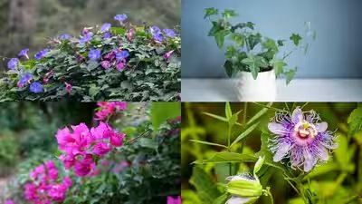 7 Fast-growing plants that provide natural shade and keep your home cool | 7 Fast-growing plants that provide natural shade and keep your home cool |
