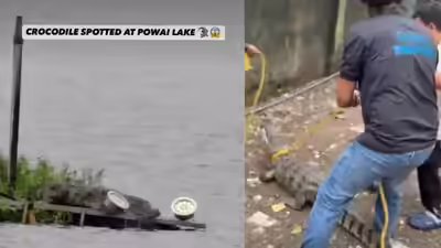 Mumbai’s Powai Lake is becoming this monsoon’s most unexpected wildlife attraction, thanks to the Mugger crocodiles emerging after heavy rains | Mumbai’s Powai Lake is becoming this monsoon’s most unexpected wildlife attraction, thanks to the Mugger crocodiles emerging after heavy rains |
