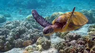 SOP released to conserve sea turtles across 36 islands of Lakshadweep | India News SOP released to conserve sea turtles across 36 islands of Lakshadweep | India News