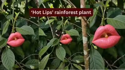 Hooker Lips Flower: Looking exactly like deep red human lips, blooming only for a short time: Meet the rare rainforest flower ‘Hooker’s Lips’ that fools almost everyone Hooker Lips Flower: Looking exactly like deep red human lips, blooming only for a short time: Meet the rare rainforest flower ‘Hooker’s Lips’ that fools almost everyone