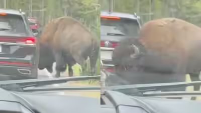 Yellowstone National Park Bison Incident: In Yellowstone National Park, viral video shows bison popping a car’s tyre: Know how it happened Yellowstone National Park Bison Incident: In Yellowstone National Park, viral video shows bison popping a car’s tyre: Know how it happened