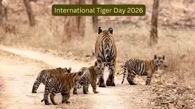 International Tiger Day: Decades ago, India feared losing its tigers; today it’s home to nearly 75% of the world’s wild population; here’s how India became the ‘Tiger Capital’ International Tiger Day: Decades ago, India feared losing its tigers; today it’s home to nearly 75% of the world’s wild population; here’s how India became the ‘Tiger Capital’