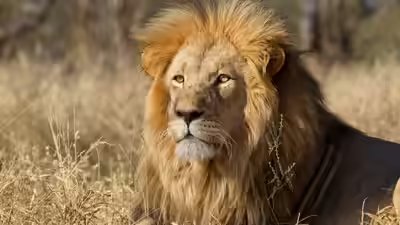 Animals fear humans more than lions; study suggests impact of ‘superior predator’: ‘It shows we really are terrifying to animals’ | Animals fear humans more than lions; study suggests impact of ‘superior predator’: ‘It shows we really are terrifying to animals’ |