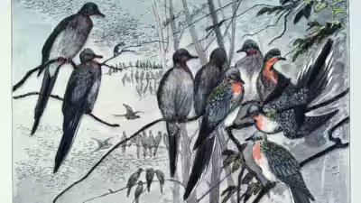 Passenger Pigeon Extinction: In 1914, the passenger pigeon disappeared after once filling North American skies, becoming one of history’s greatest wildlife losses Passenger Pigeon Extinction: In 1914, the passenger pigeon disappeared after once filling North American skies, becoming one of history’s greatest wildlife losses