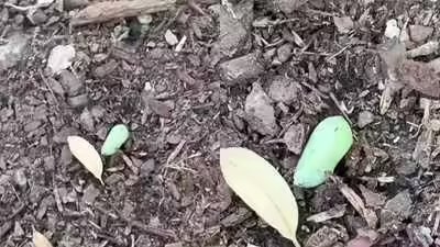 Chrysalis Discovery: Woman spots a strange green lump in her garden—What she discovers next leaves nature lovers amazed Chrysalis Discovery: Woman spots a strange green lump in her garden—What she discovers next leaves nature lovers amazed