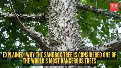 This tree is one of the most dangerous in the world– it can explode, stab and poison This tree is one of the most dangerous in the world– it can explode, stab and poison