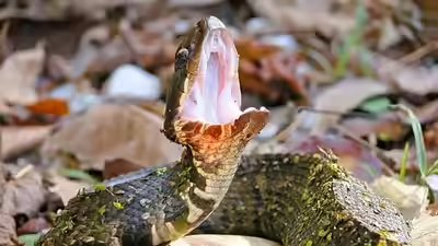 How to snake-proof a balcony or terrace garden this monsoon | How to snake-proof a balcony or terrace garden this monsoon |