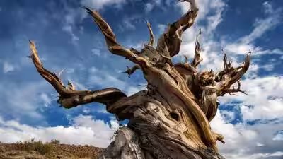 Methuselah Tree: The oldest living tree on Earth has survived longer than the pyramids Methuselah Tree: The oldest living tree on Earth has survived longer than the pyramids
