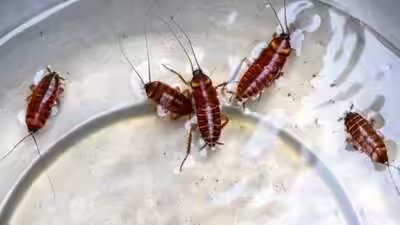 Think leftovers attract cockroaches? These everyday kitchen items may be the real culprits | Think leftovers attract cockroaches? These everyday kitchen items may be the real culprits |