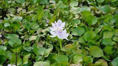 Water Hyacinth was introduced as an ornamental plant, now it chokes rivers around the world | Water Hyacinth was introduced as an ornamental plant, now it chokes rivers around the world |