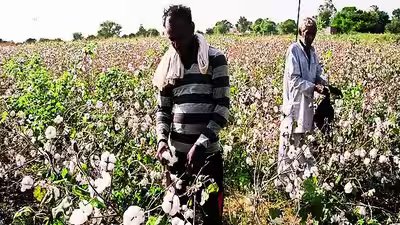 Explained: Why Cotton is India’s “White Gold” Explained: Why Cotton is India’s “White Gold”